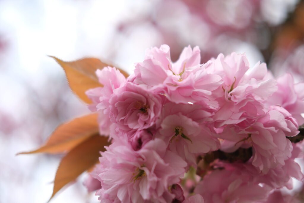 Cherry blossom