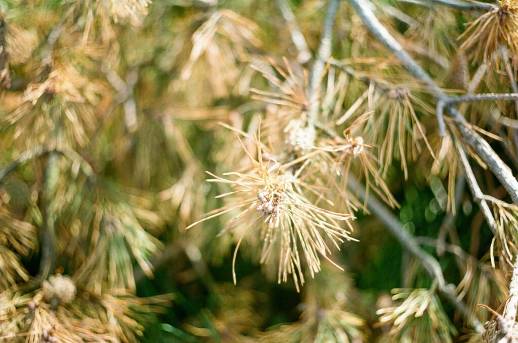 Spiky plant