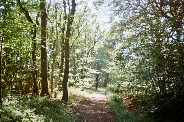 A path through trees