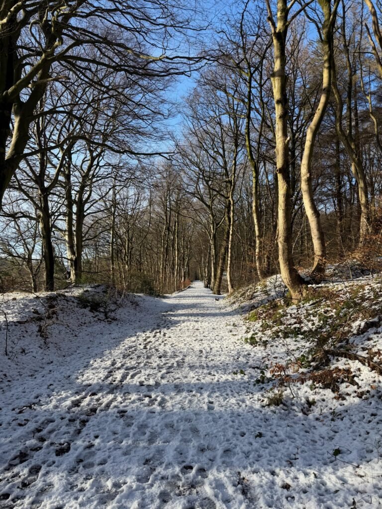 Snow covered path through trees