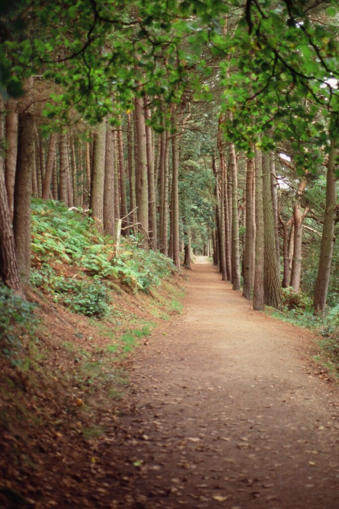 Tall trees either side of a woodland pathTall trees either side of a woodland path