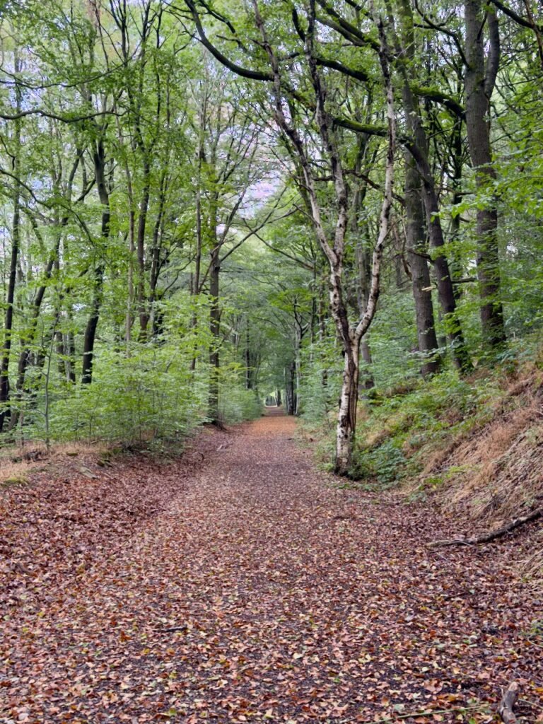 A brown leafy floor on a path through a wood