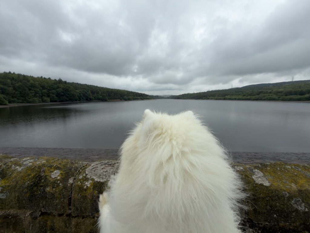 White dog looking over a dam wall.