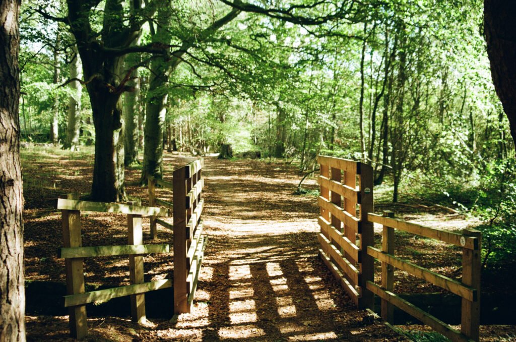 Wooden bridge over a culvert in a wood.