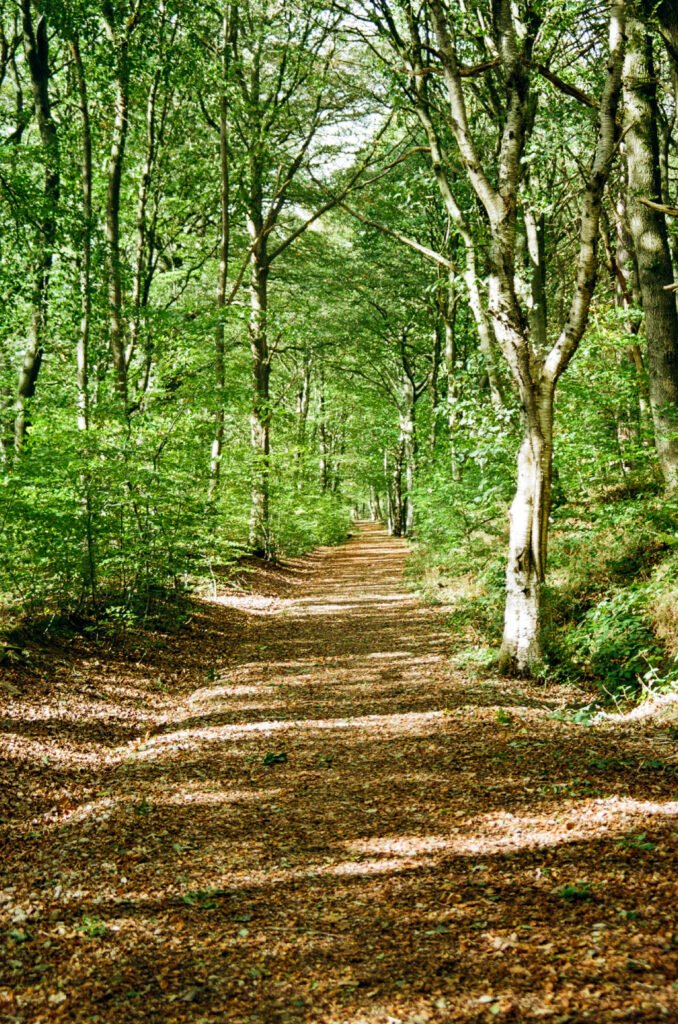 Path through a wood
