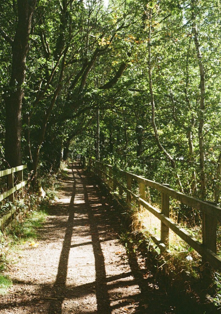 Path through a wood, with a shadow cast by a nearby fence